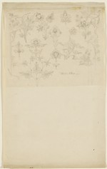 Skizzen verschiedener Blatt- und Blütenformen